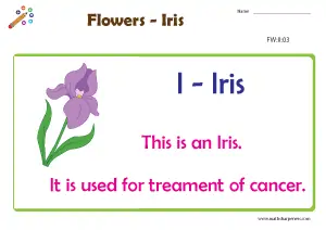 Flowers with Names Charts