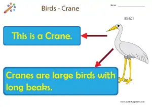 Birds with Names Charts