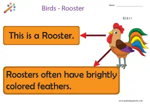 Birds with Names Charts