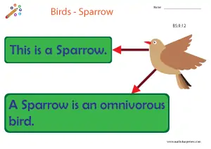 Birds with Names Charts