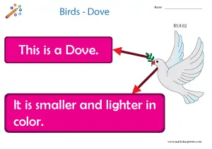 Birds with Names Charts