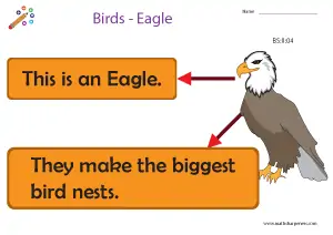 Birds with Names Charts