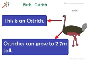 Birds with Names Charts