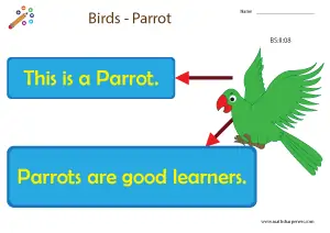 Birds with Names Charts