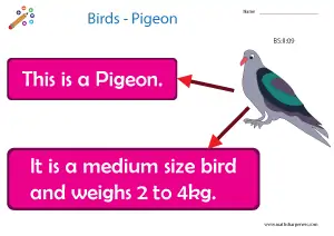 Birds with Names Charts