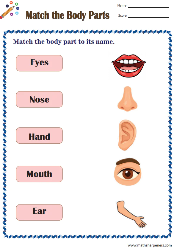 Body Parts Worksheets