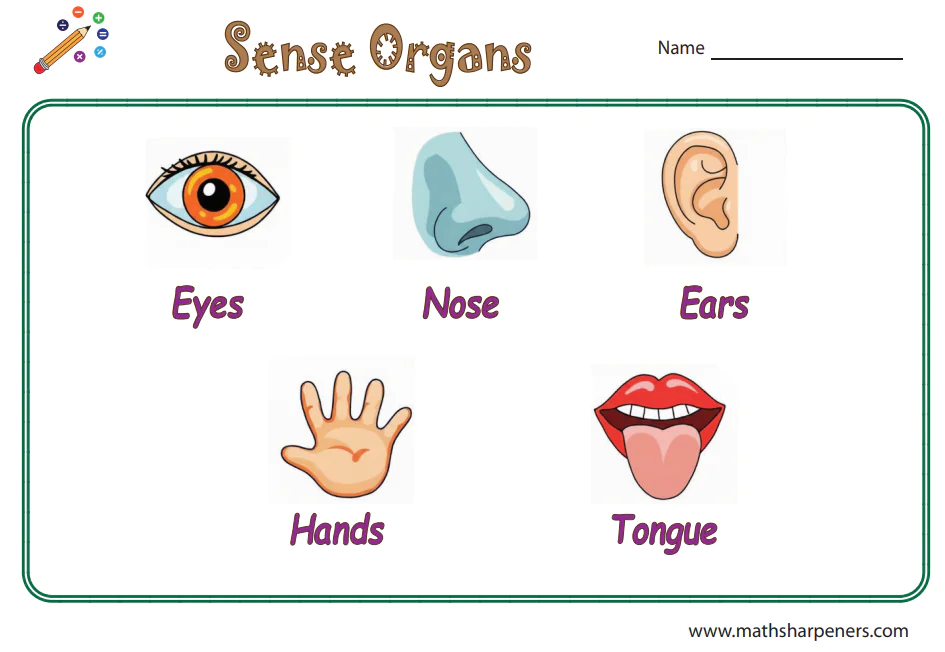 Sense Organs Worksheets