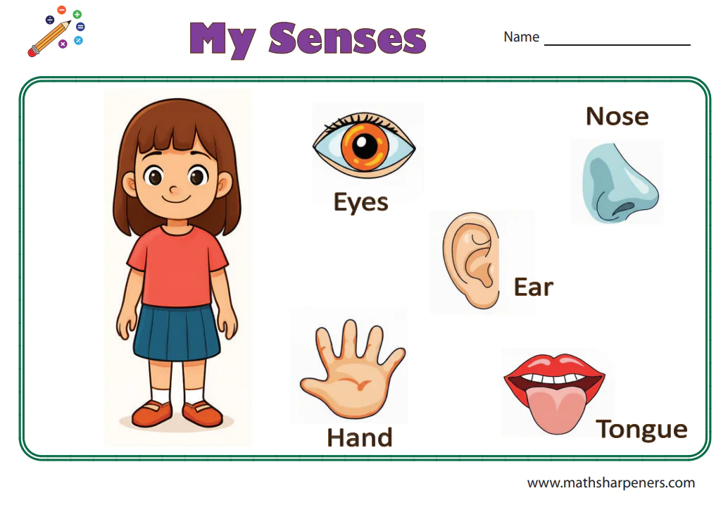 Sense Organs Worksheets