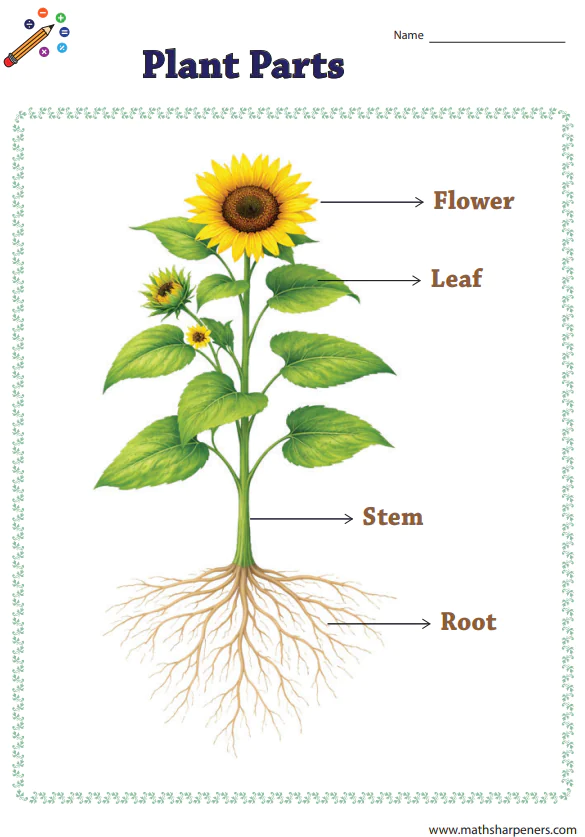 Plant Science Charts