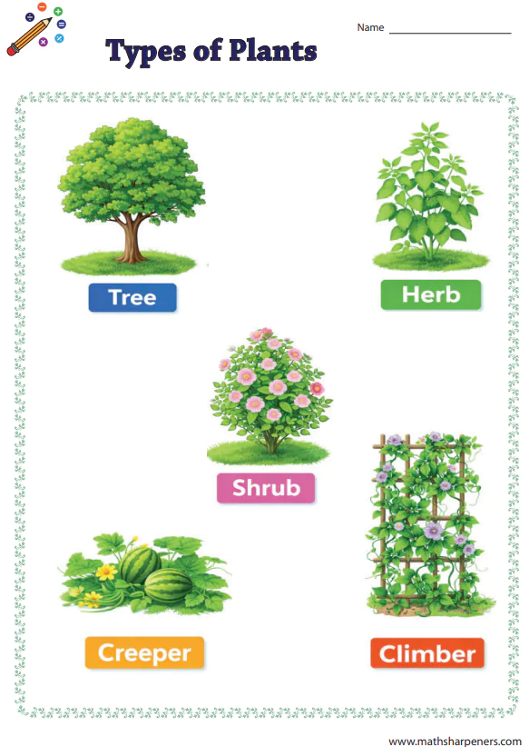 Types of Plants