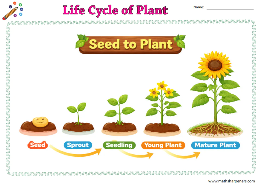 Life Cycle of Plant