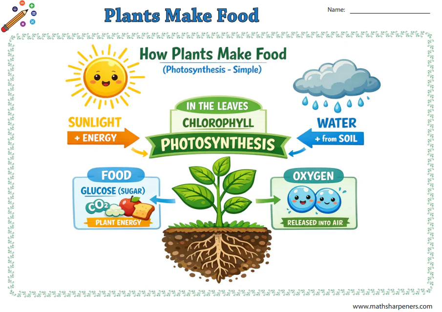 Plants Make Food
