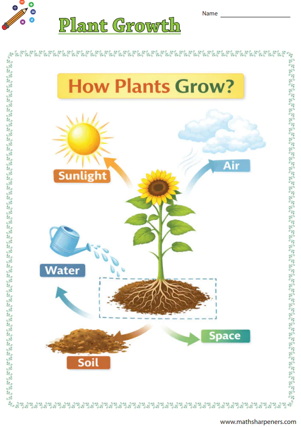 Plant Growth